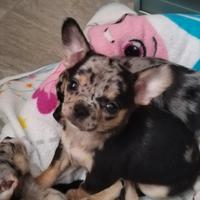 Cuccioli di chiwawa