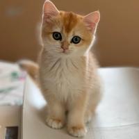 Incantevoli British shortair