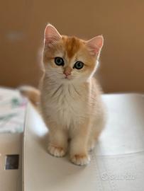 Incantevoli British shortair