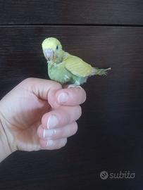 Cocorita allevatava a mano