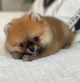 VOLPINO - VOLPINI SPITZ di POMERANIA TOY CUCCIOLI