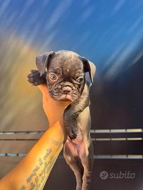 Bulldog francese