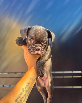 Bulldog francese