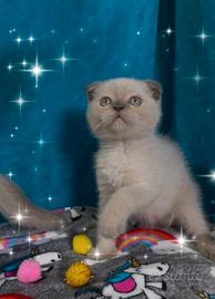 Gattino scottish fold