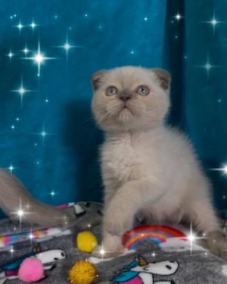 Gattino scottish fold