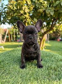 Bulldog francese