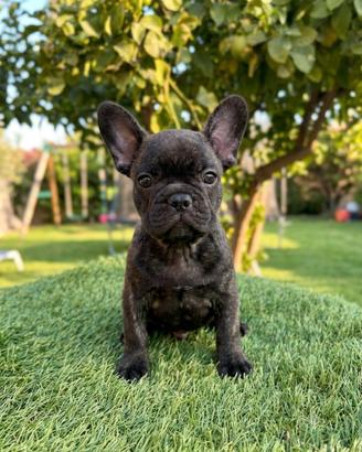 Bulldog francese