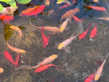 Pesci rossi e piante acquatiche