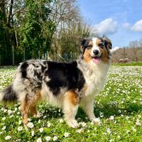 Femmina adulta di Miniature American Shepherd