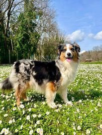 Femmina adulta di Miniature American Shepherd