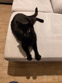 Gatto nero