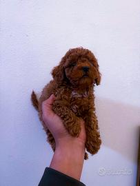 Cucciolo Barboncino