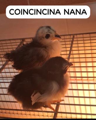 Galline ornamentali