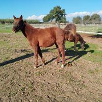 Puledro Quarter Horse