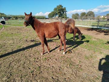 Puledro Quarter Horse