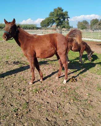 Puledro Quarter Horse