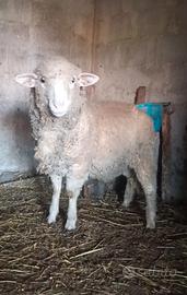 Pecora agnello merinos francese