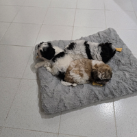 Cuccioli di razza MALSHI