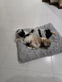 Cuccioli di razza MALSHI