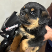 Cuccioli rottweiler