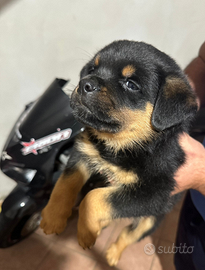 Cuccioli rottweiler