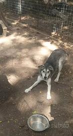 Simil husky vaccinata e sterilizzata.