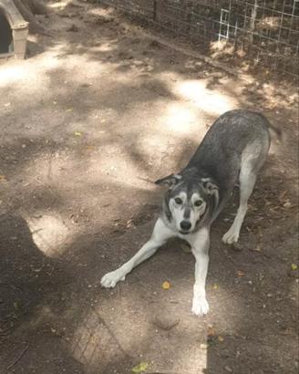 Simil husky vaccinata e sterilizzata.
