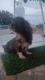 Chihuahua femmina adulta con pedigree