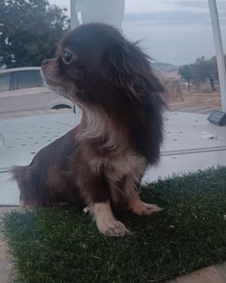 Chihuahua femmina adulta con pedigree