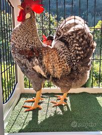 Gallo gallina