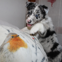 Cuccioli di border collie