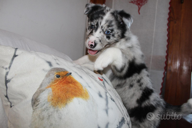 Cuccioli di border collie