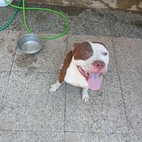 Leo cane pitbull rednose