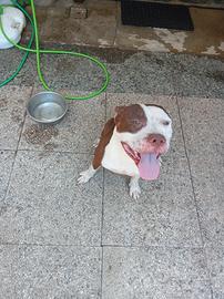 Leo cane pitbull rednose