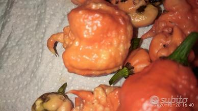 Semi Carolina Reaper, Habanero, Jay' s Pink