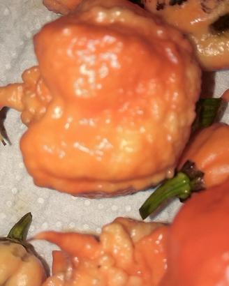 Semi Carolina Reaper, Habanero, Jay' s Pink