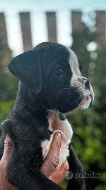 Boxer Cuccioli