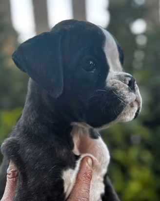 Boxer Cuccioli