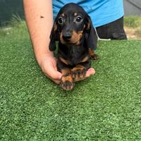 Cuccioli di bassotto nero focato