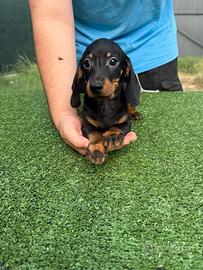 Cuccioli di bassotto nero focato