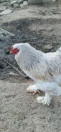 Gallo Brahma