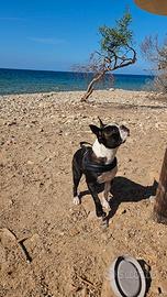 Boston terrier per fidanzata