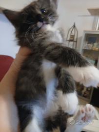 Cuccioli Gatti Foreste norvegesi