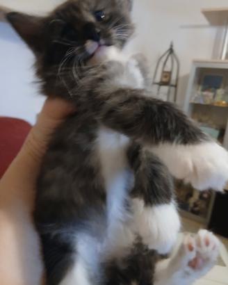 Cuccioli Gatti Foreste norvegesi