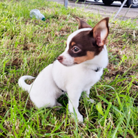 Vendo cucciolina di chihuahua di 3 mesi