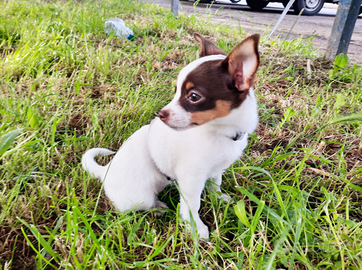 Vendo cucciolina di chihuahua di 3 mesi