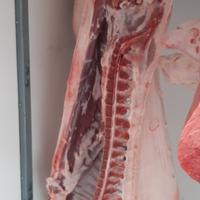 Suino maiale nazionale razza danese