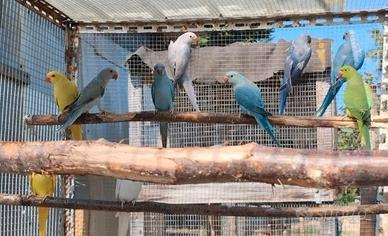 Parrocchetti dal collare