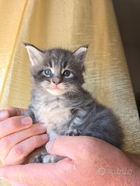 Strepitosi Gattini Maine Coon