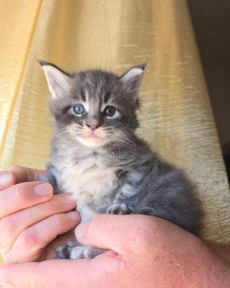 Strepitosi Gattini Maine Coon